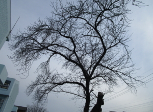 Thumbnail of post image 126