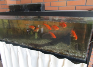 Thumbnail of post image 055