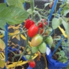 Thumbnail of new posts 076
