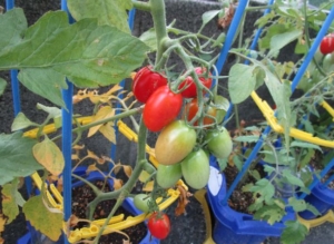 Thumbnail of post image 126